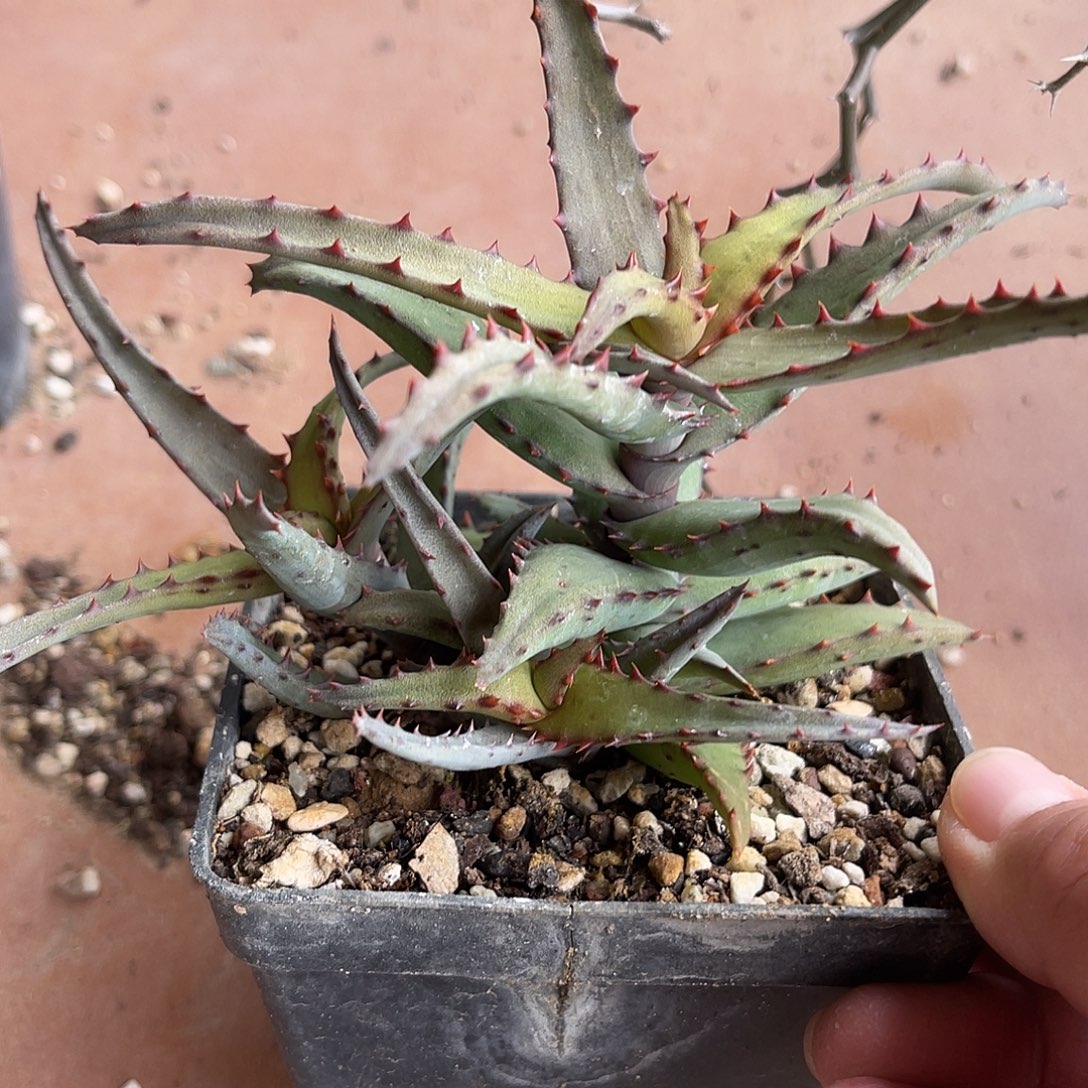 卡萨帝芦荟一物一拍