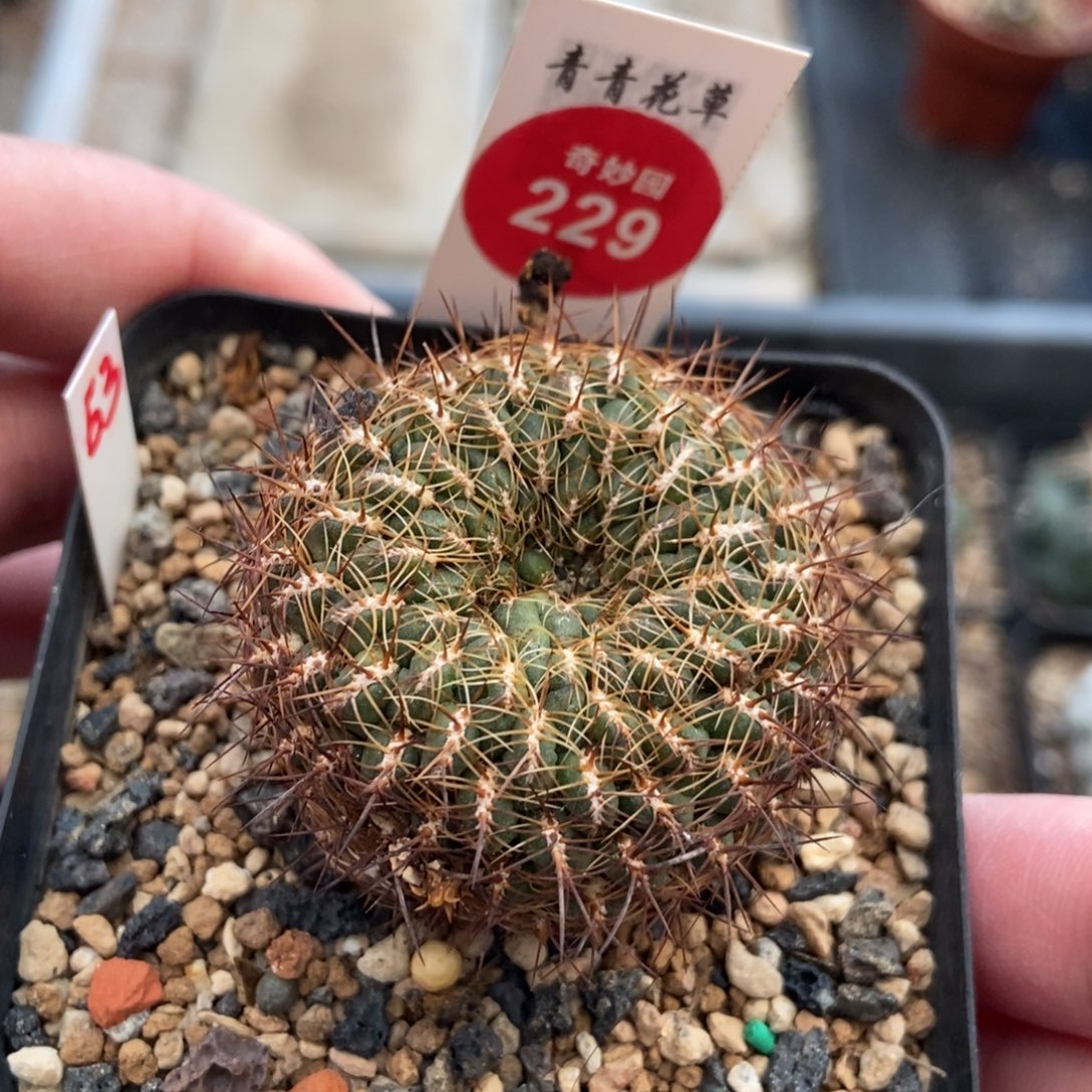 实生沟宝山4cm一棵仙人球