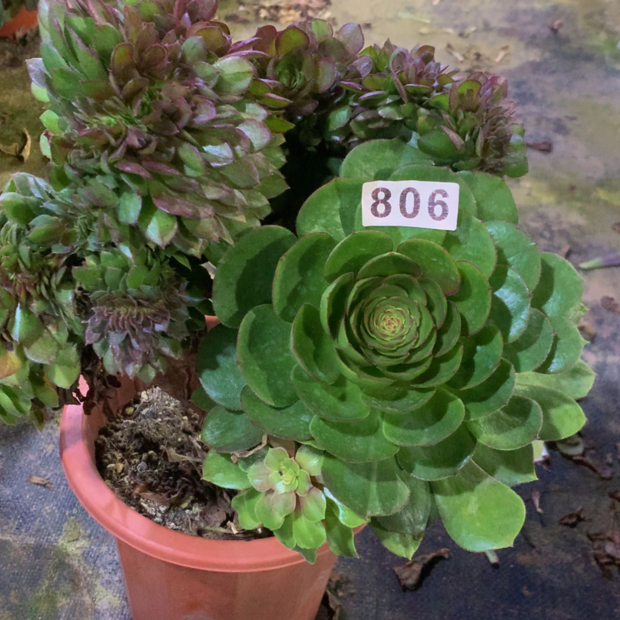 【闪购商品】温**贝806万多肉