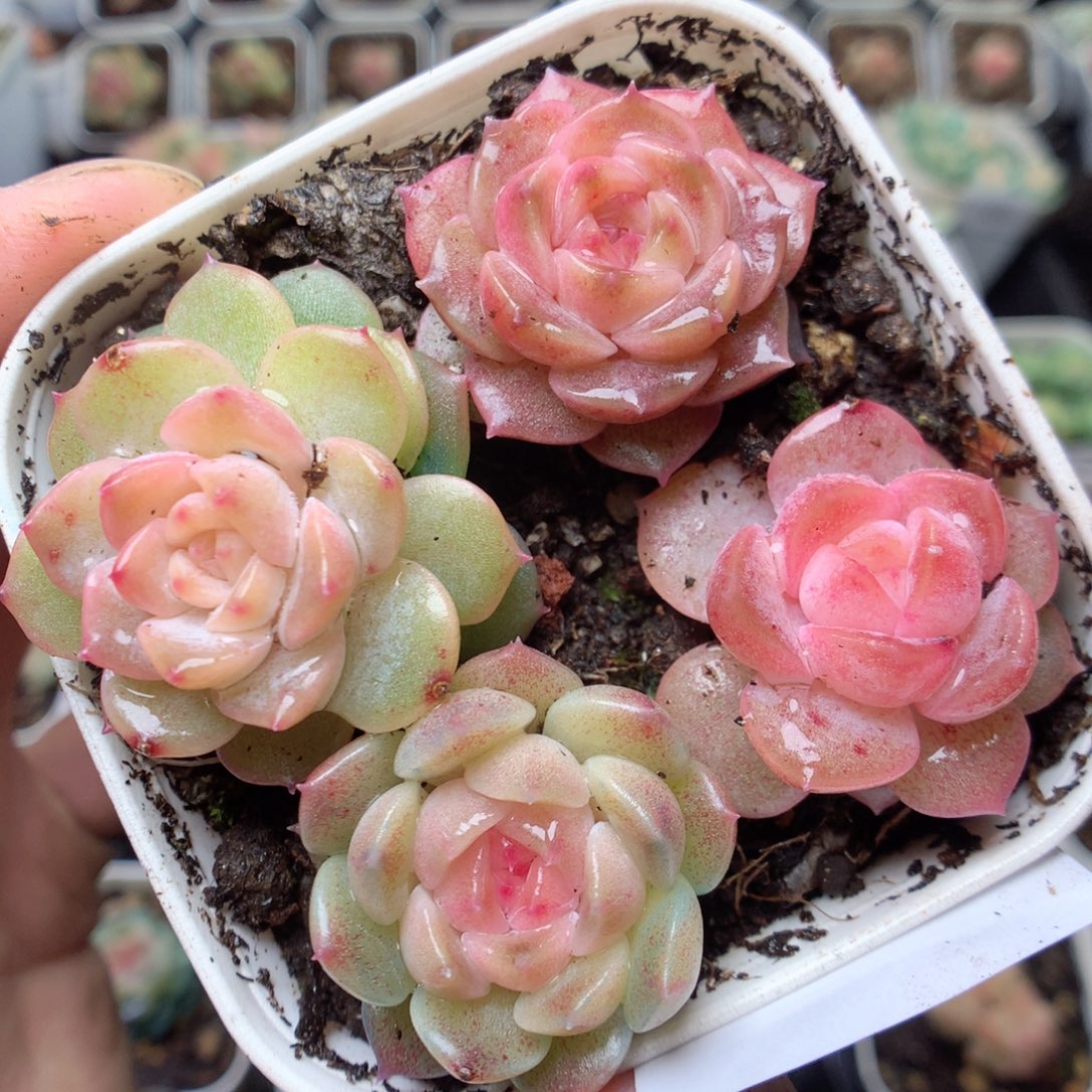 无花朵T132。yyyyyyyyy