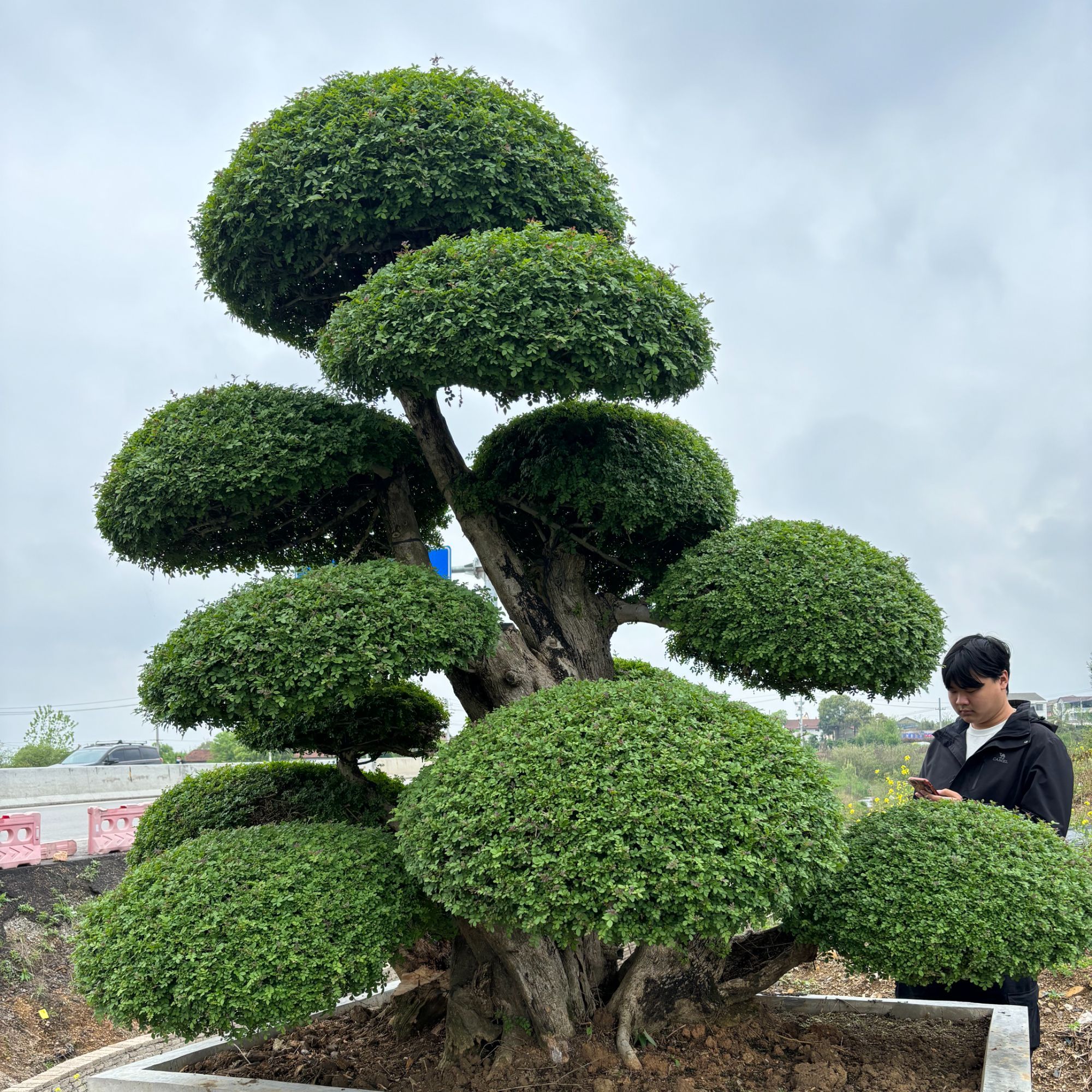 对节白蜡造型盆景规格齐全别墅庭院花园 直播间一物一拍