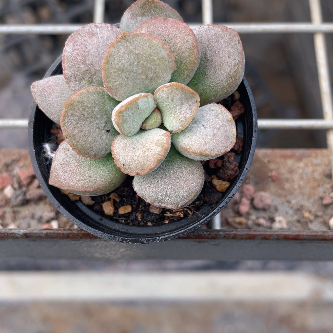 银霜蛋多肉9.9包邮发货