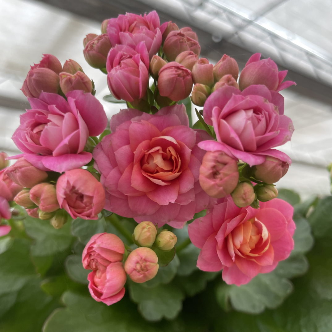 粉娜：精品长寿带花苞发货（烂叶黄叶断个别花苞不售后，介意勿拍）