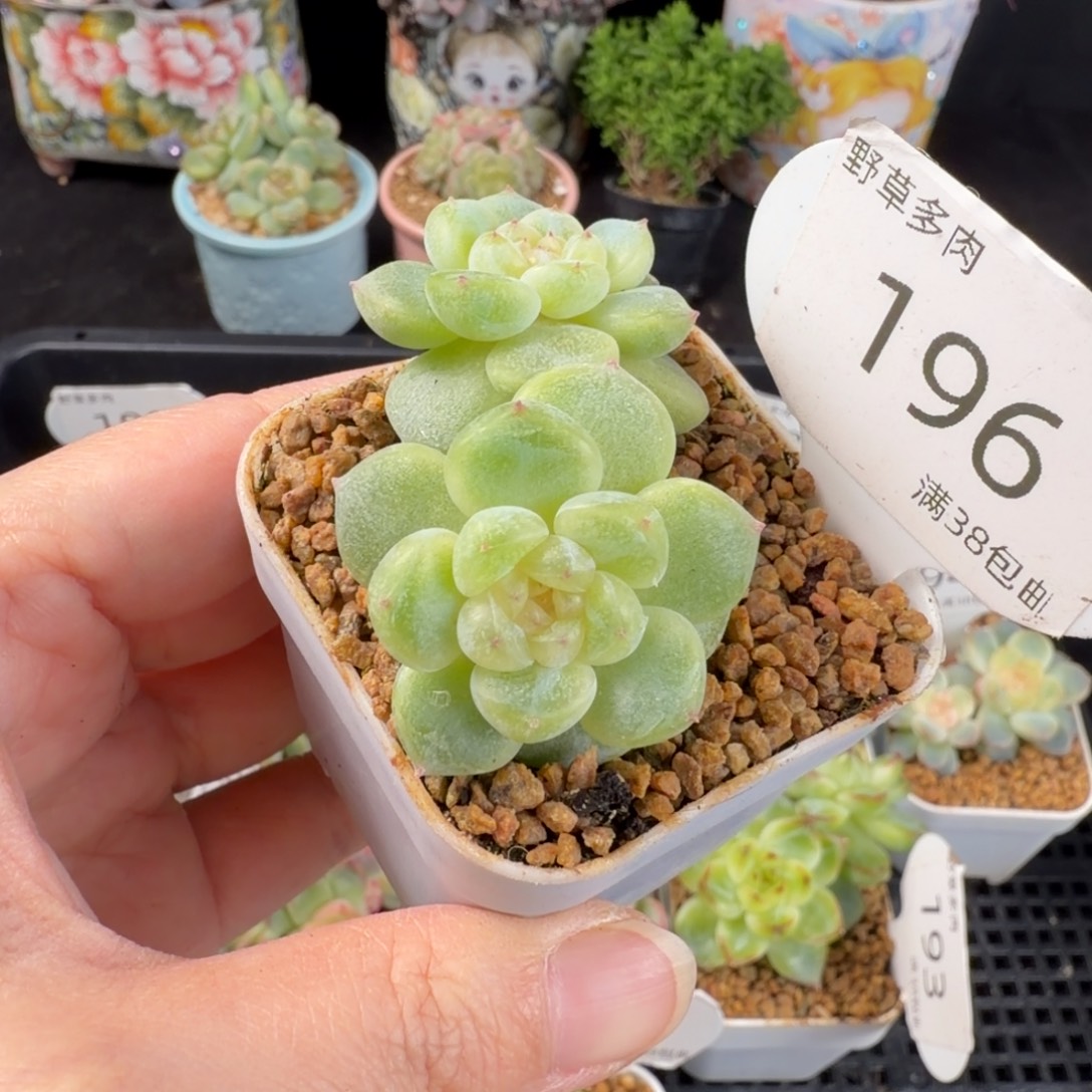财富双头一颗196号