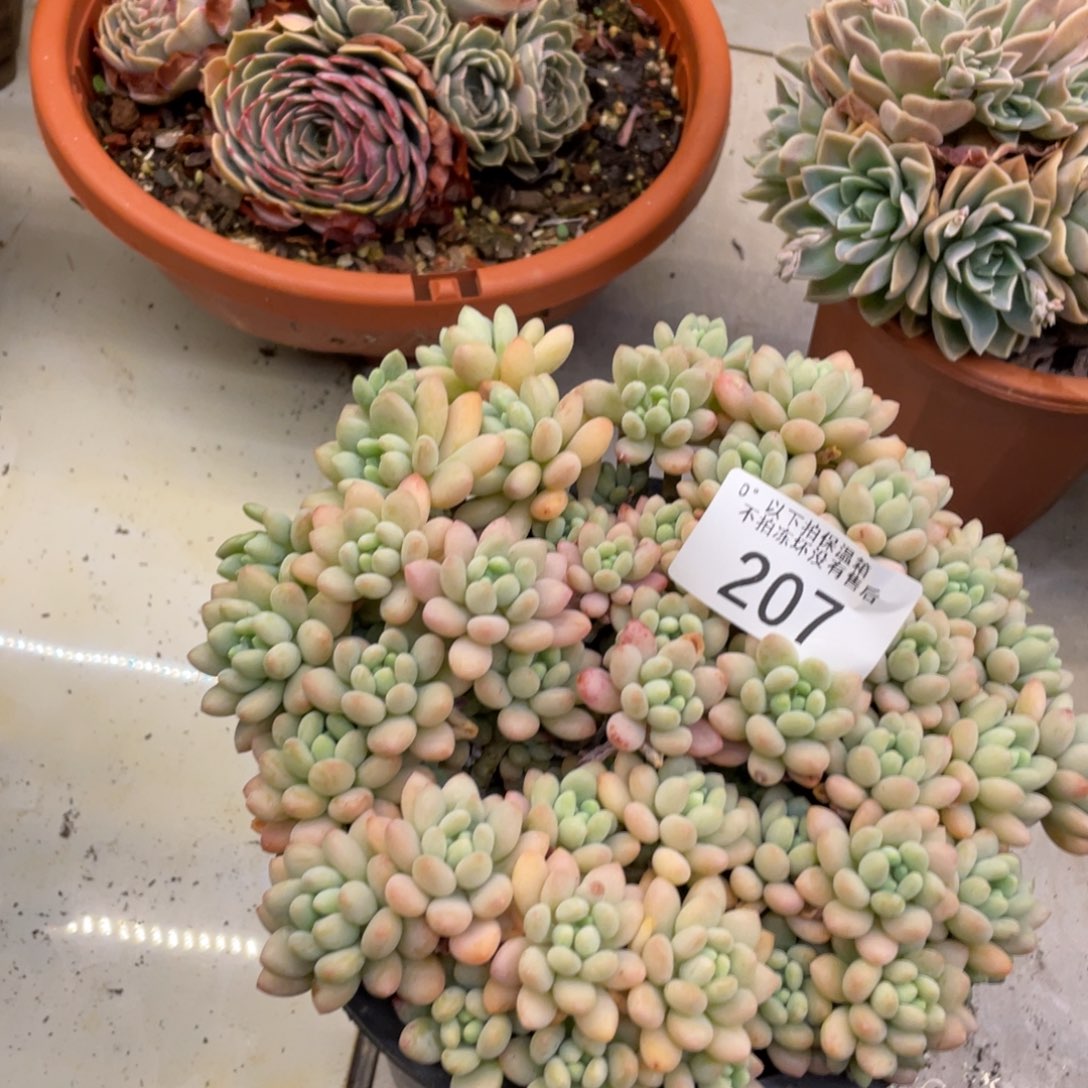 黑大帅多肉207鱼子酱