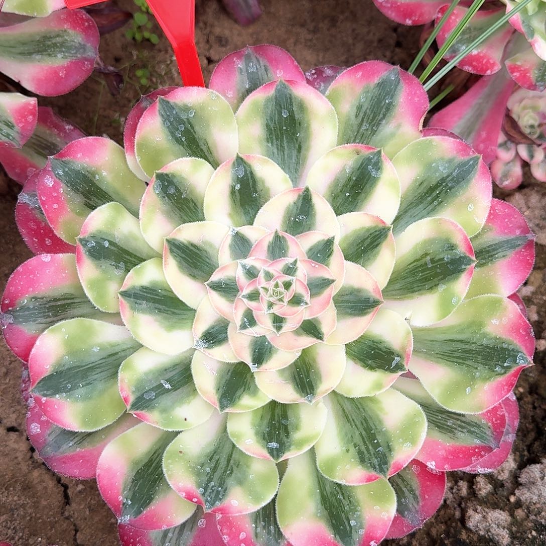 3-8186爱丽丝多肉法师