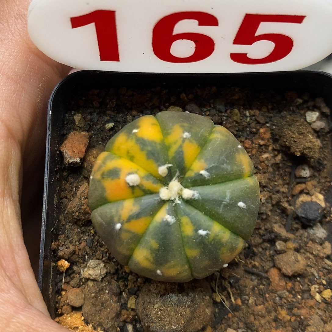 165兜锦福利特价咯啦