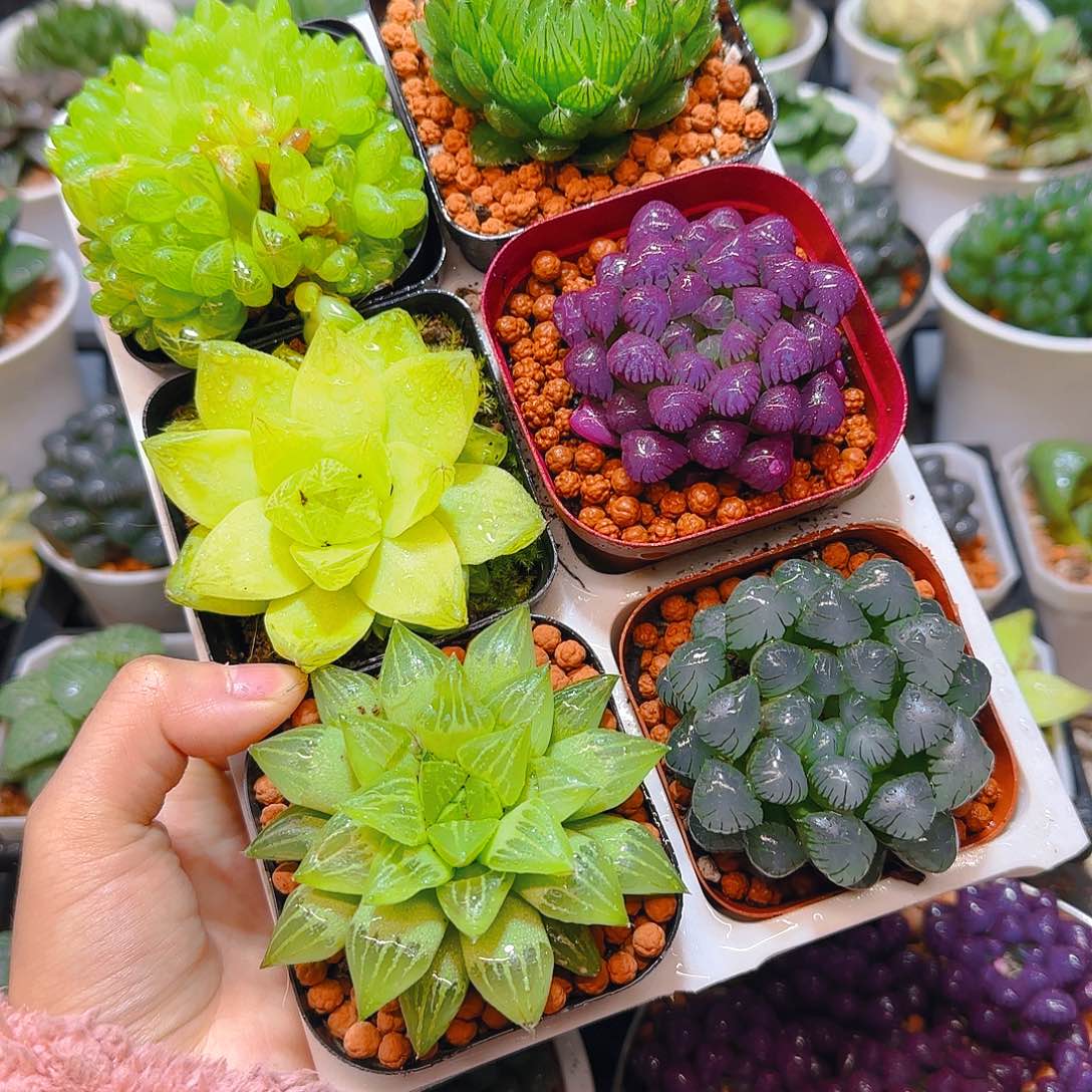 玉露群，蝉翼，黄金，紫宝石，玉露寿，冰灯