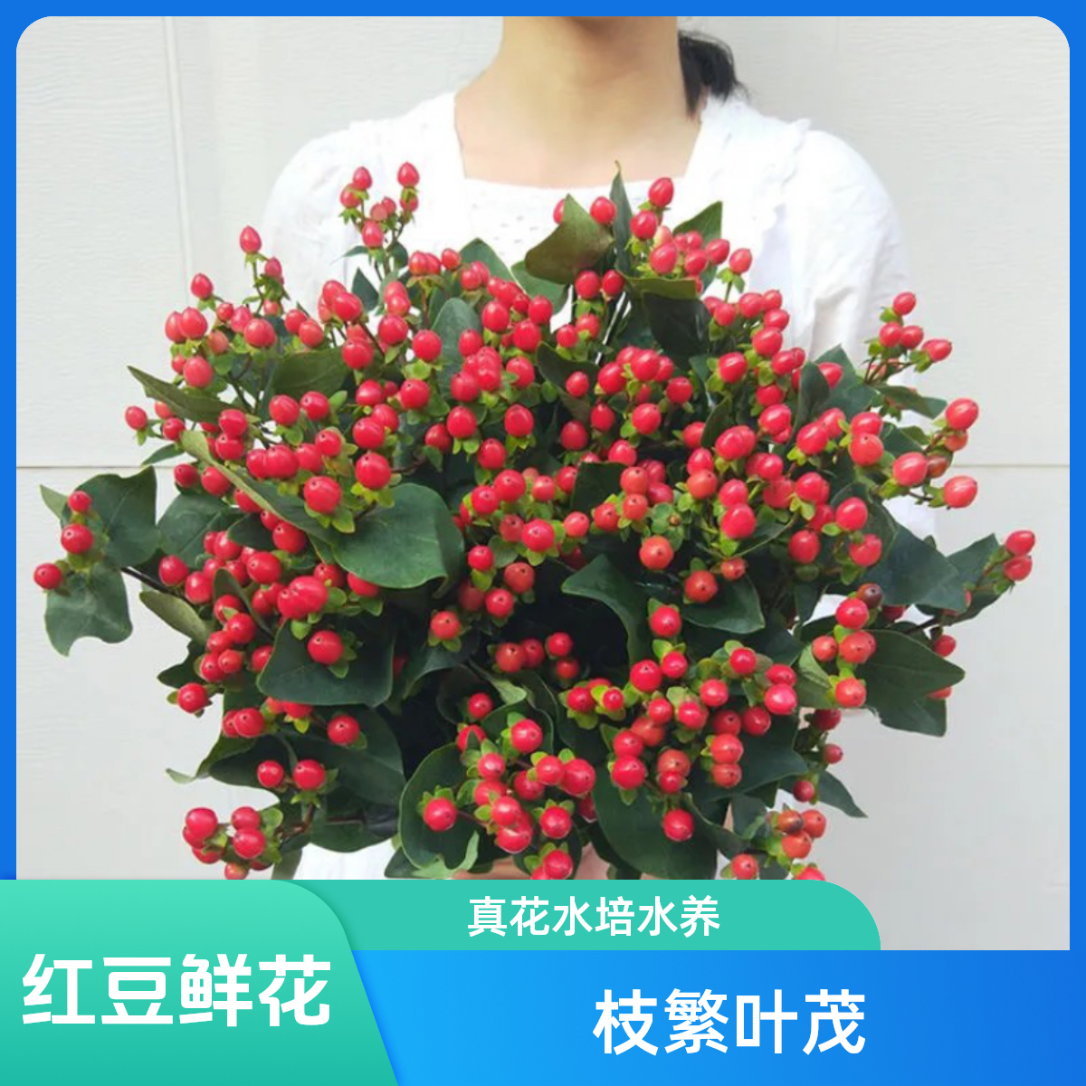 云南相思豆红豆鲜花火龙珠水培水养家用客厅插花云南基地直发真花
