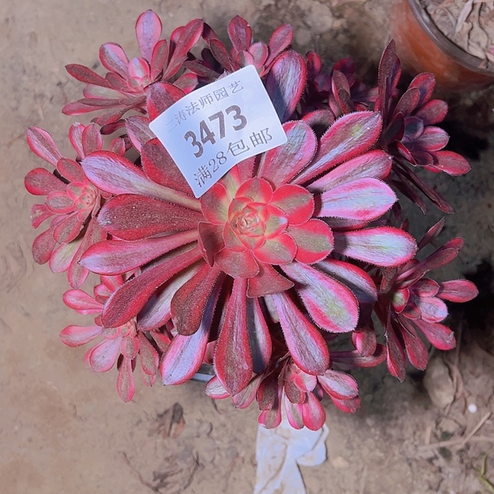 3473香奈尔多肉植物2号