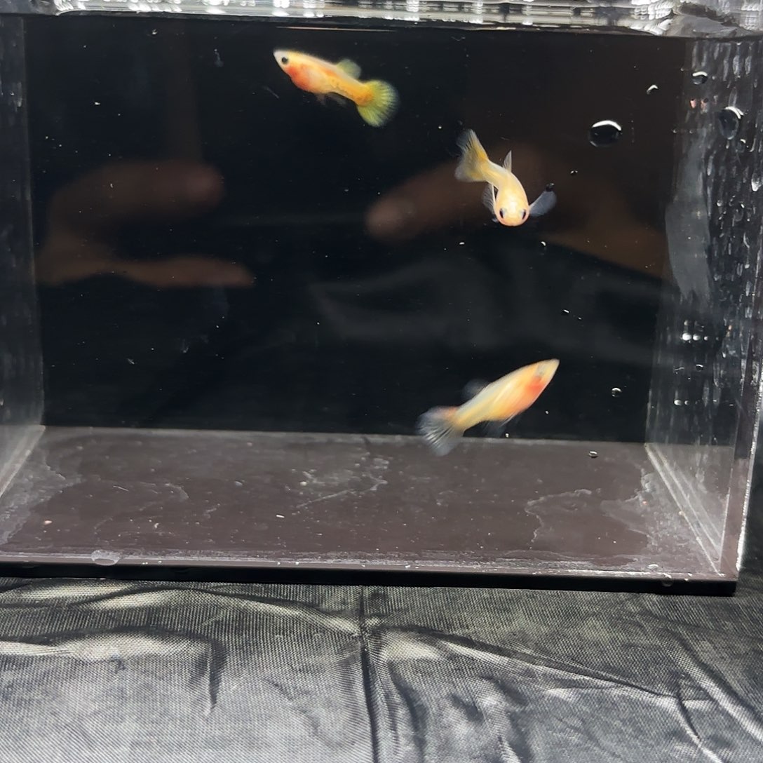 海水鱼黄蕾丝红尾1公两母