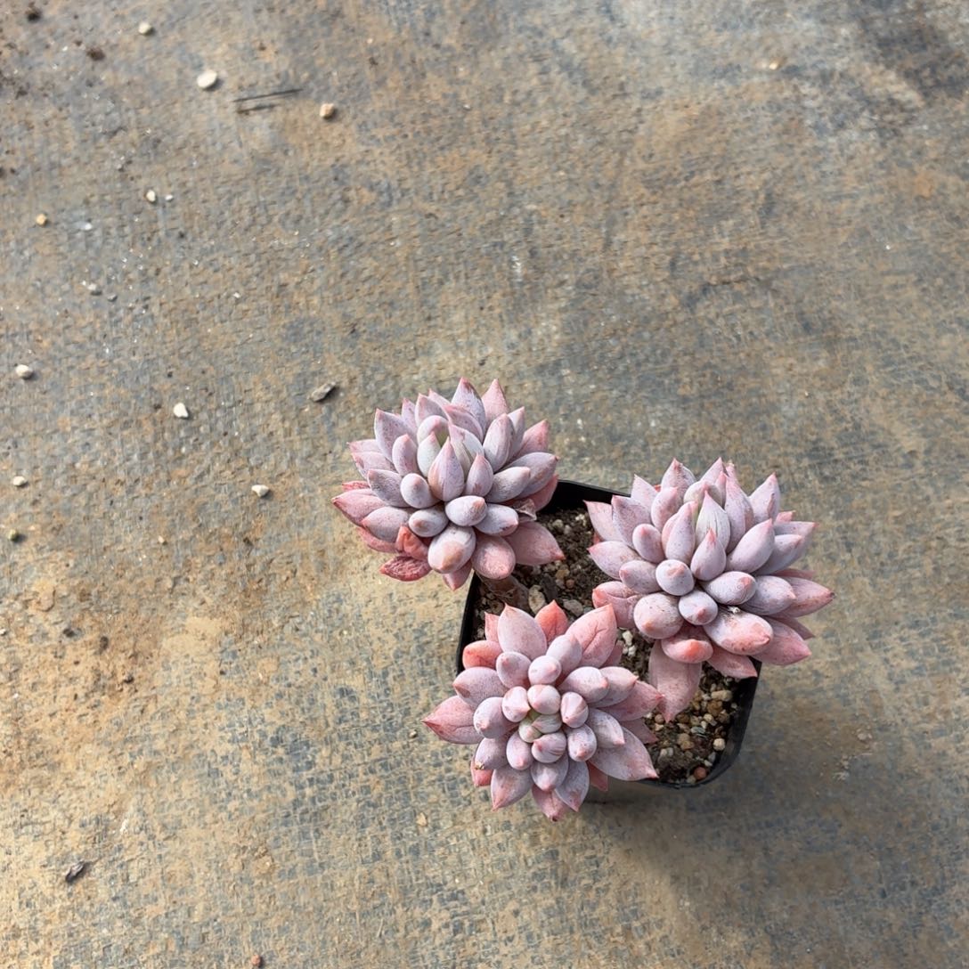 *****是你想说了还是说什么呀亲爱