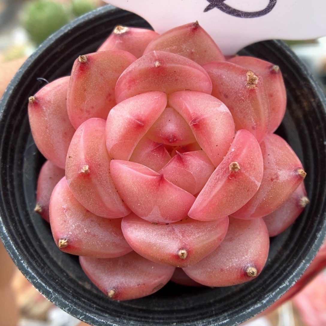 糖心珍妮可拍564号。  