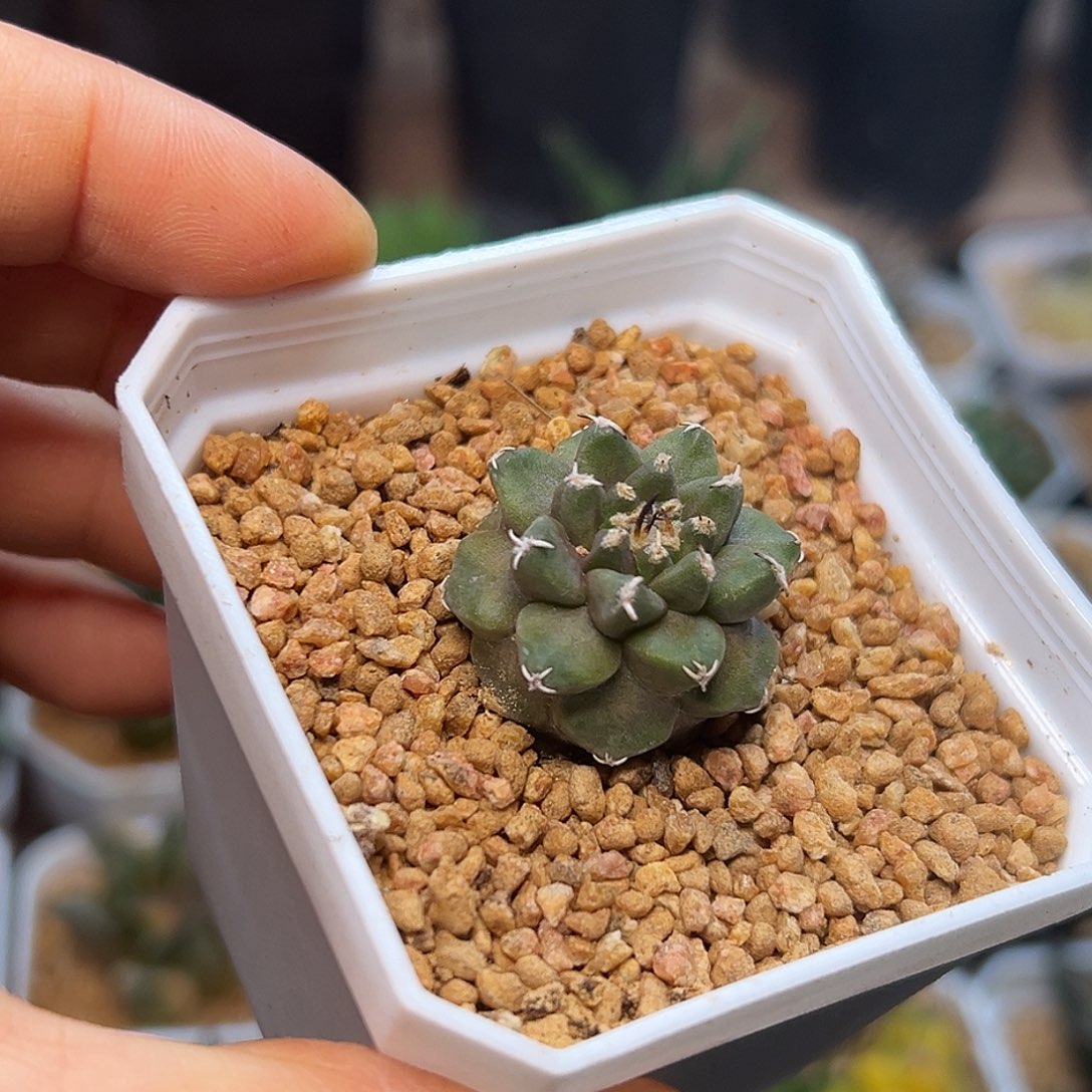 赤花娇丽实生球一颗一颗