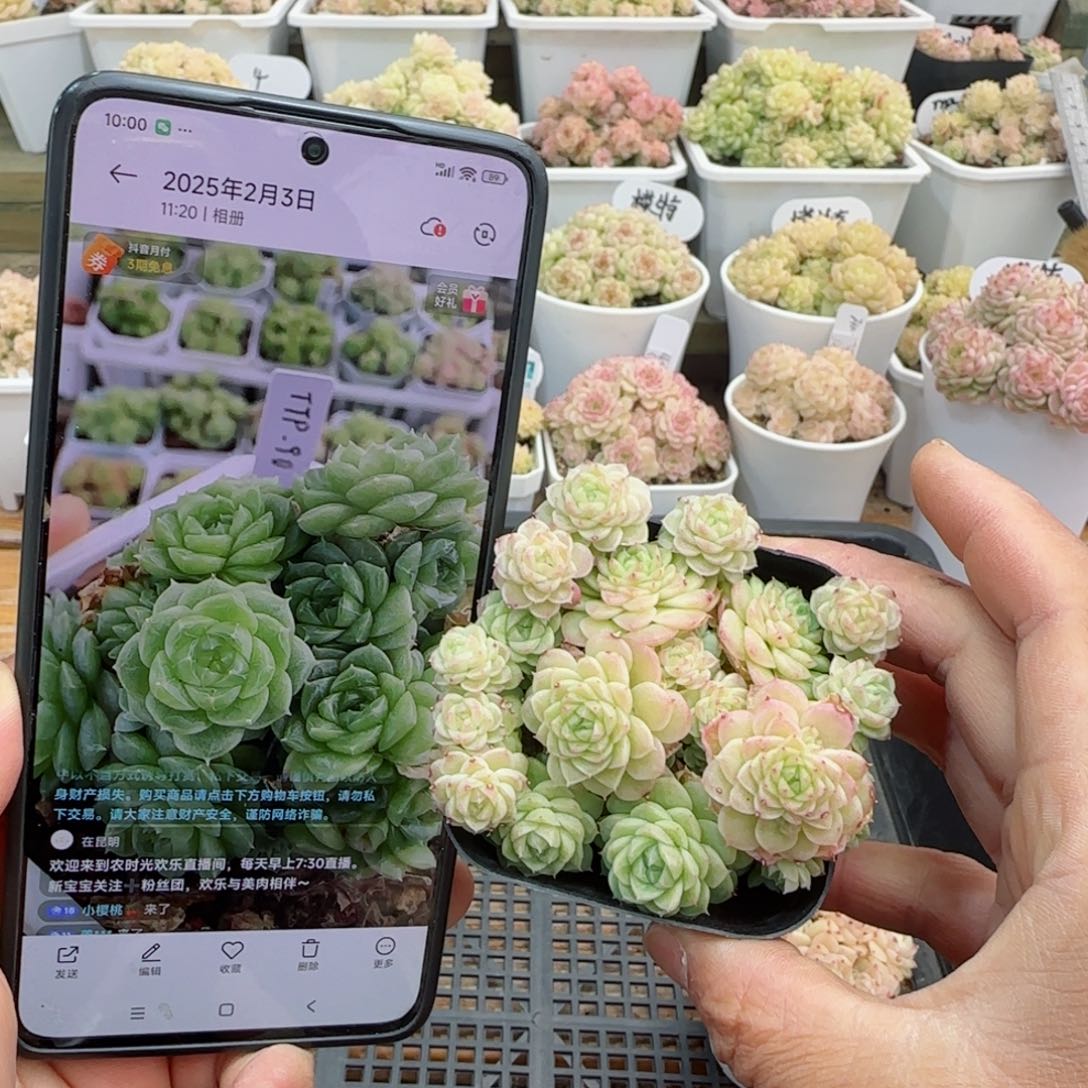 【闪购商品】0306-22（ttp-90）