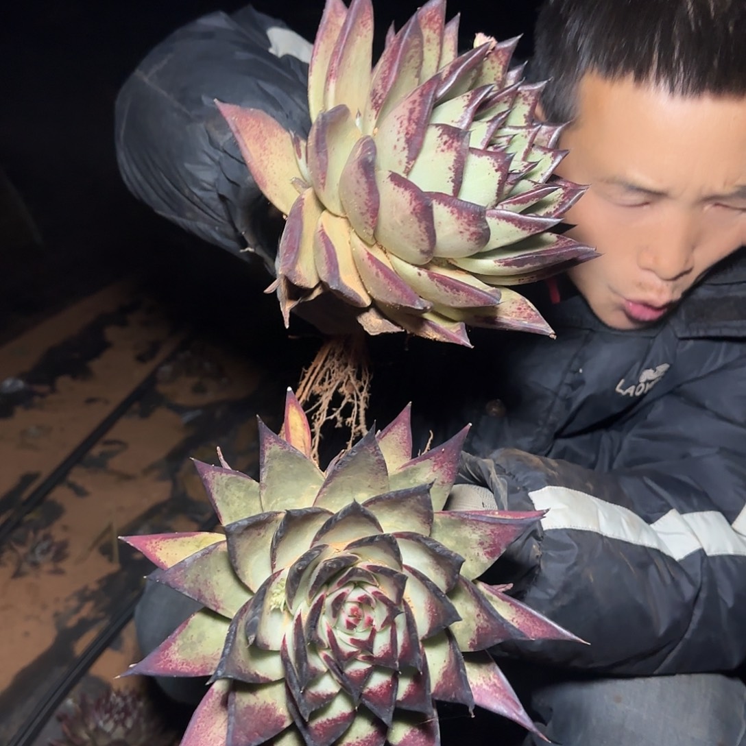 地栽黑乌木多肉2棵