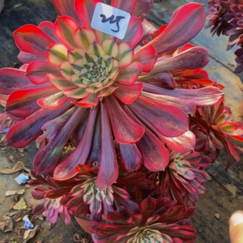 红同白多肉225多肉不包断