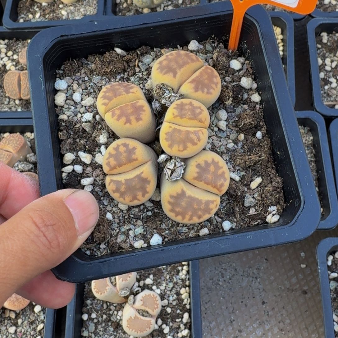 153 生石花大群生一物一拍