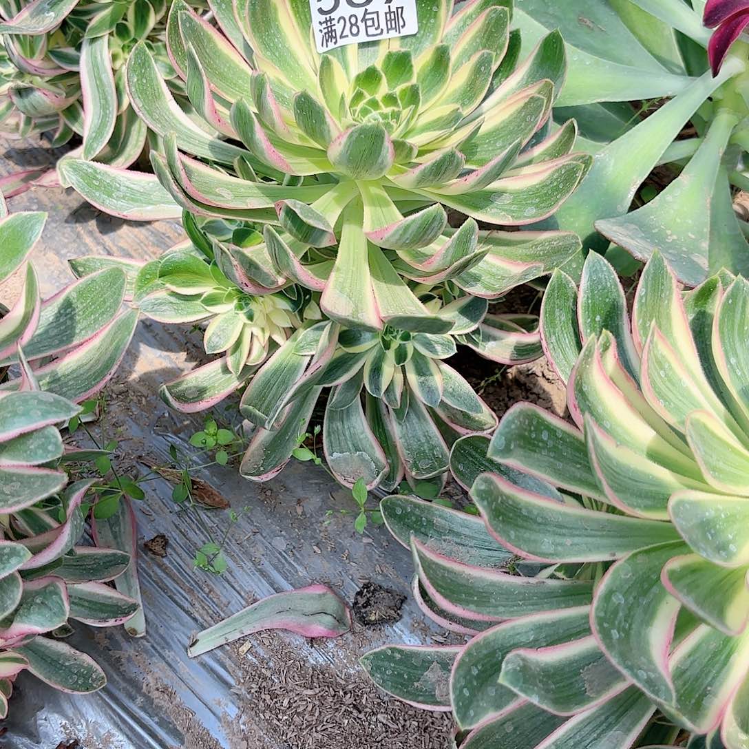 W. 569青莲多肉11111