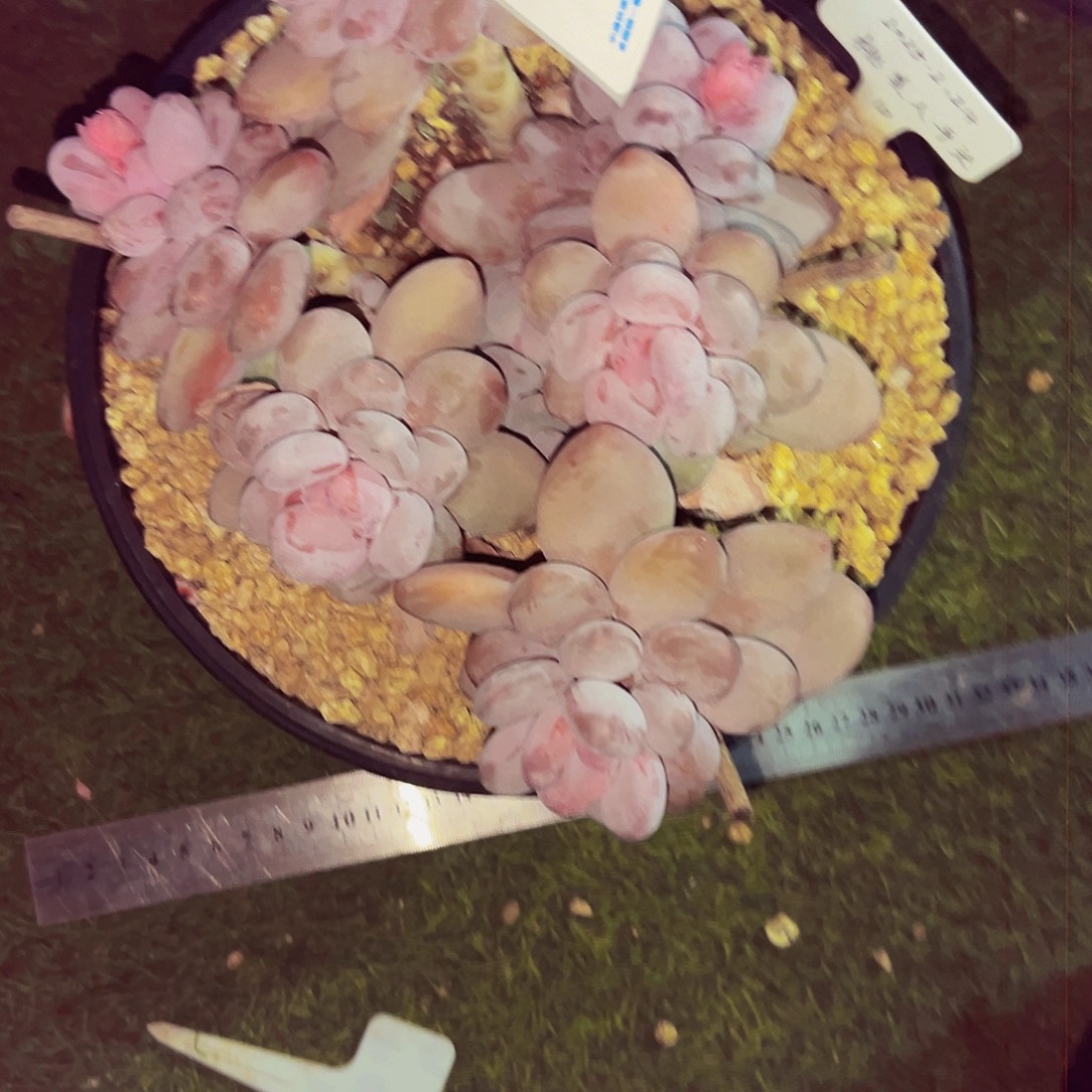 雪***飘977号一物一拍脱土包邮