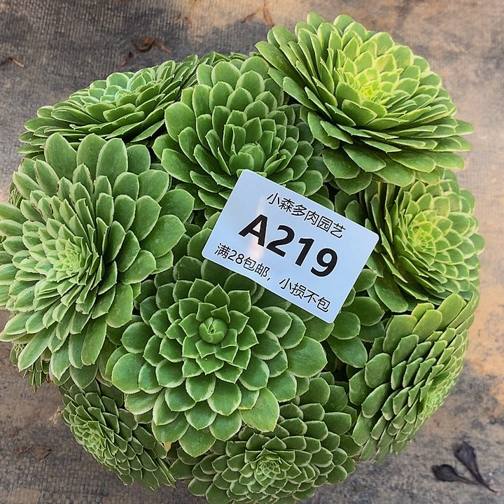 219翡翠冰多肉88888888
