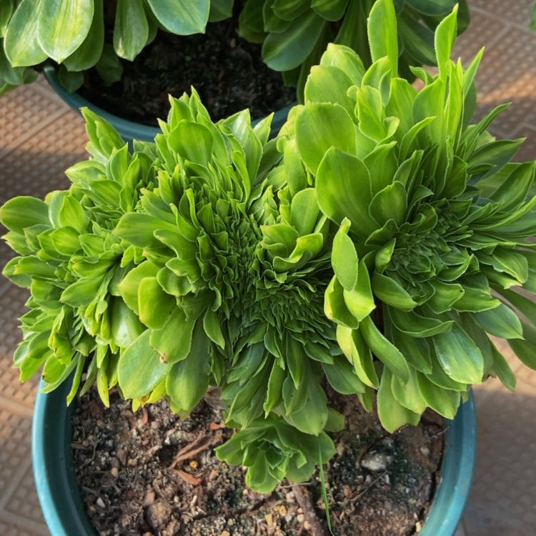 【闪购商品】3692多肉