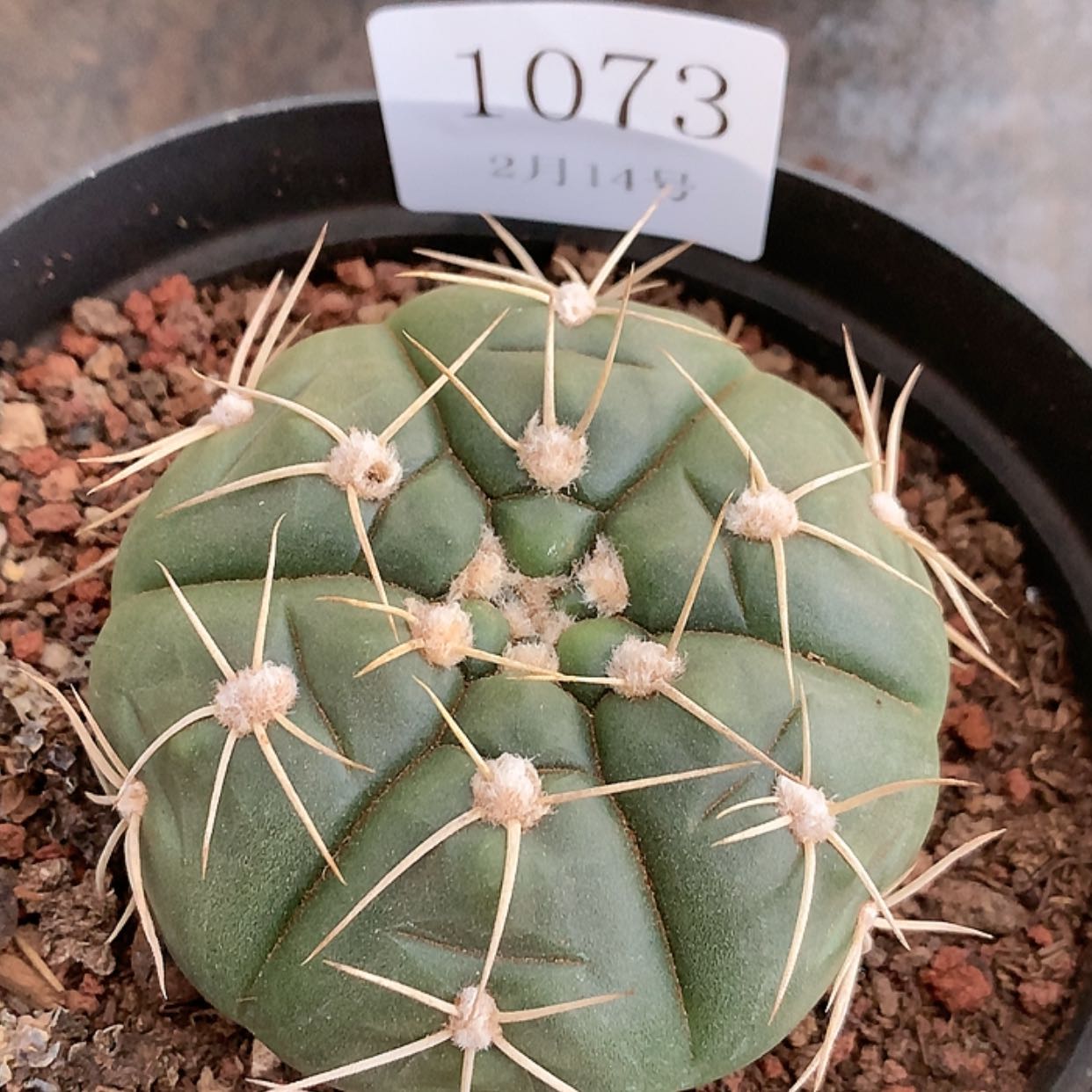 【闪购商品】云1073