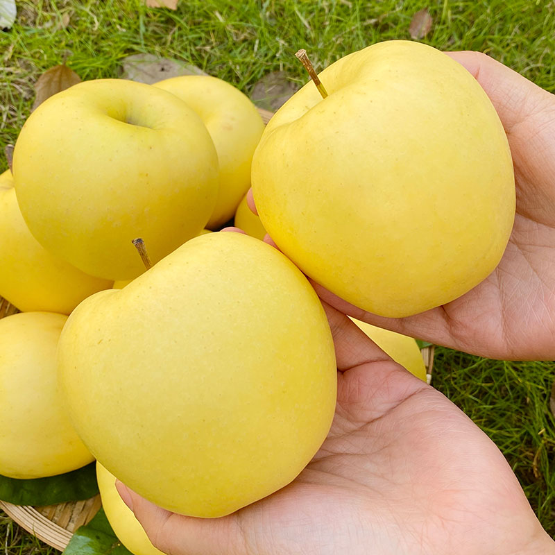 山东黄金维纳斯苹果脆甜多汁4.5斤S