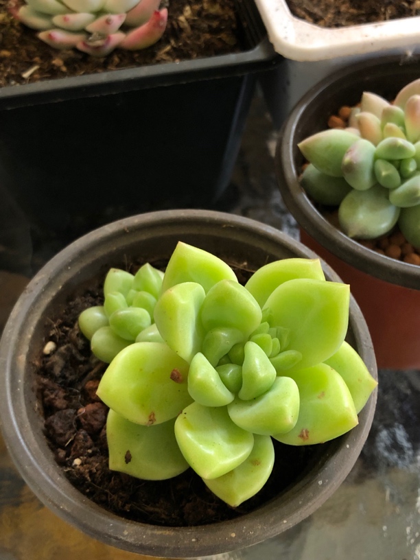 阳光玫瑰独有爆侧芽室内好养活