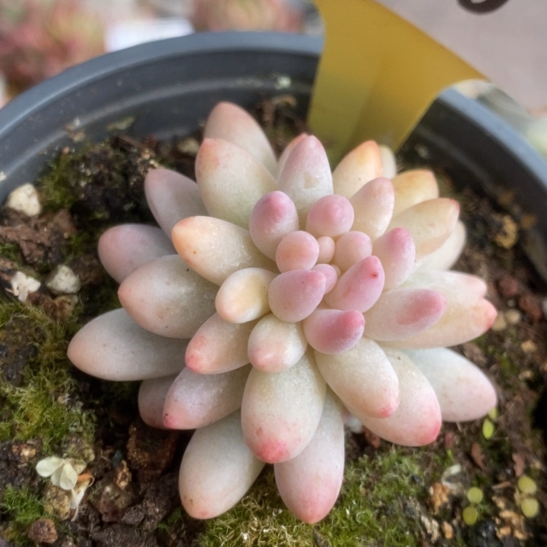 359婴儿手指锦锦锦锦锦锦