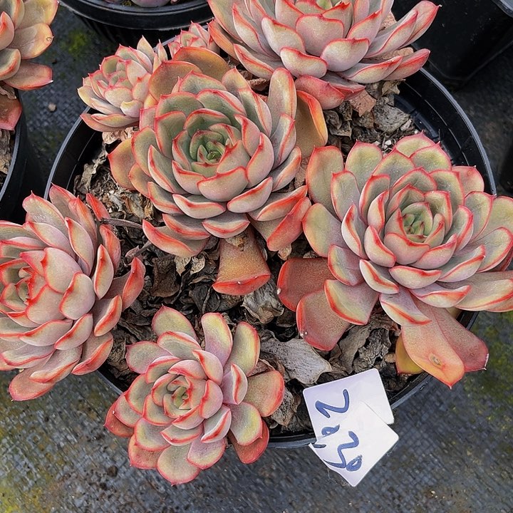 清*音冰红茶2225