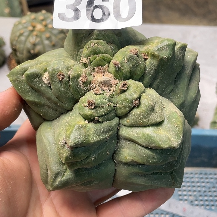 360龟甲卷一个14公分带根