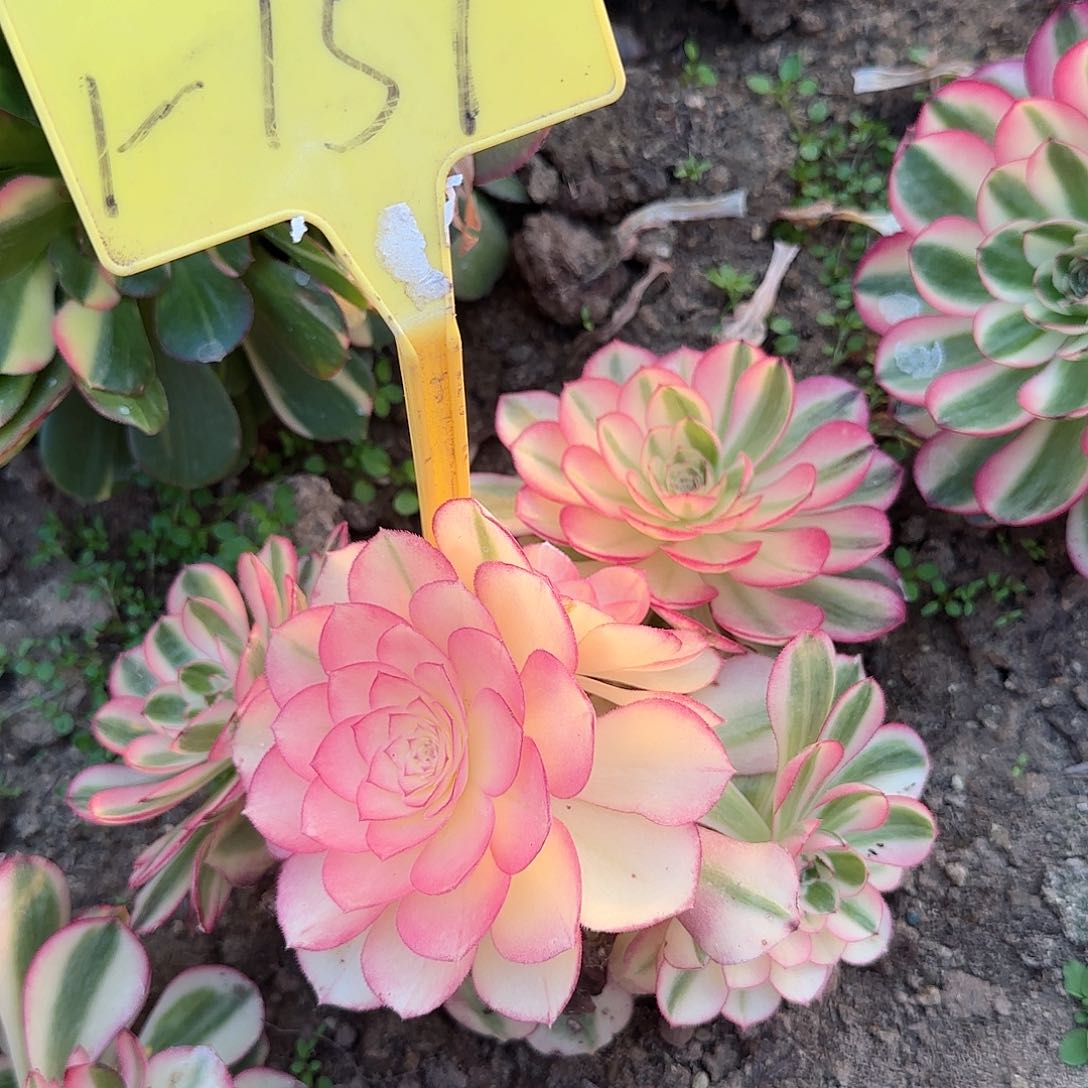 1-157---多头多肉植物