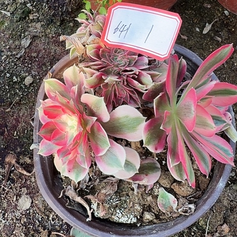 多肉植物女巫缀641