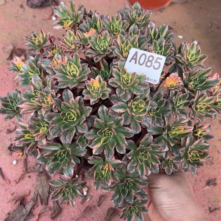 甜茶多肉植物085.