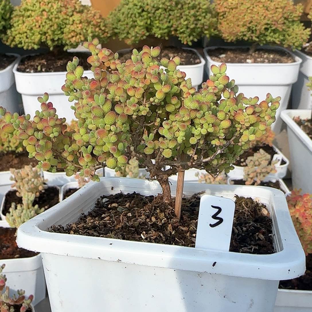 蜜橘糖球枝干番杏