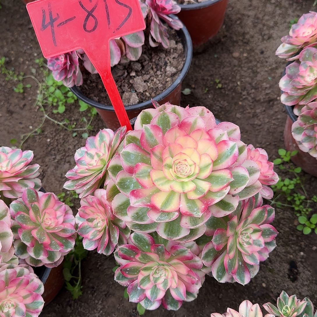 4-813倾城多肉法师