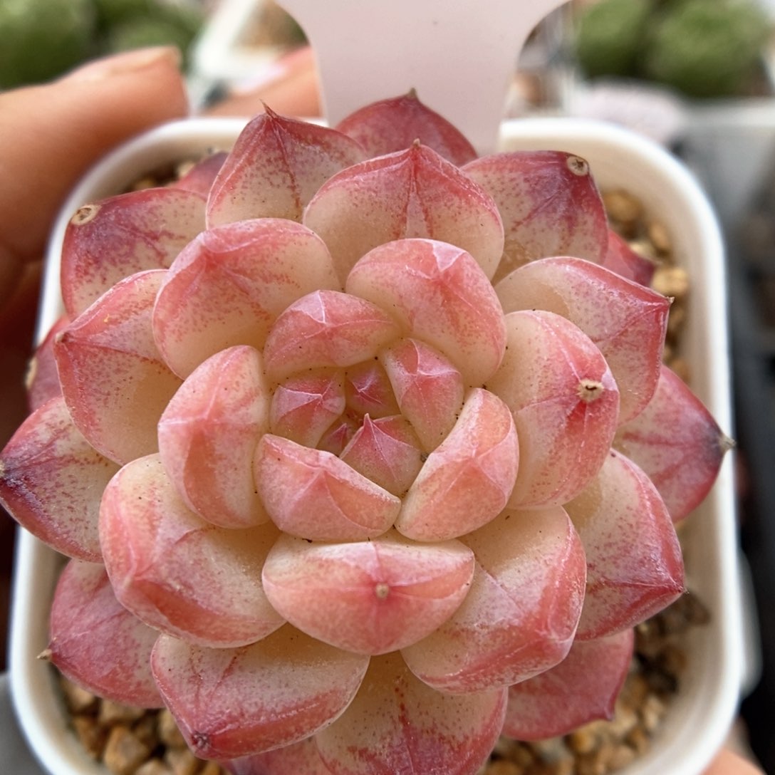 美心优选可拍99号。    