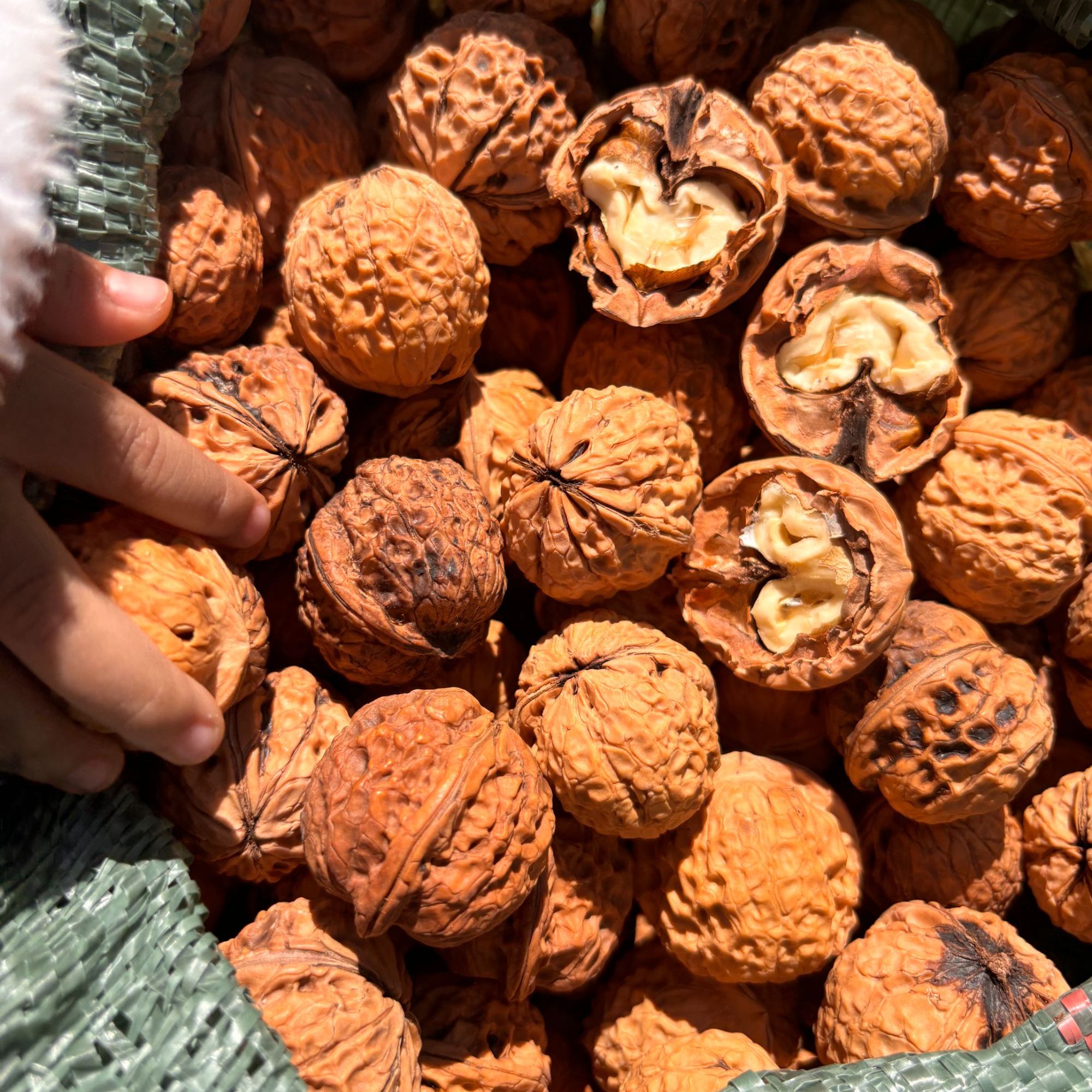 云南土特产--黑--涛