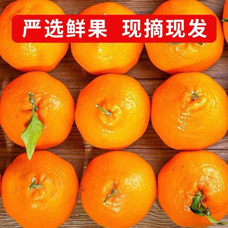 【精品果】正宗春见四川耙耙柑新鲜橘子当季新鲜水果特级整箱包邮