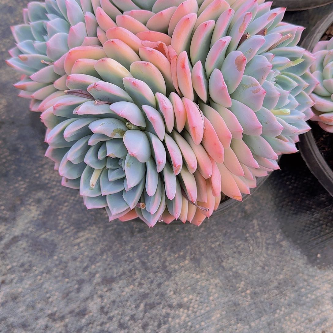 用****62209月神多肉植物