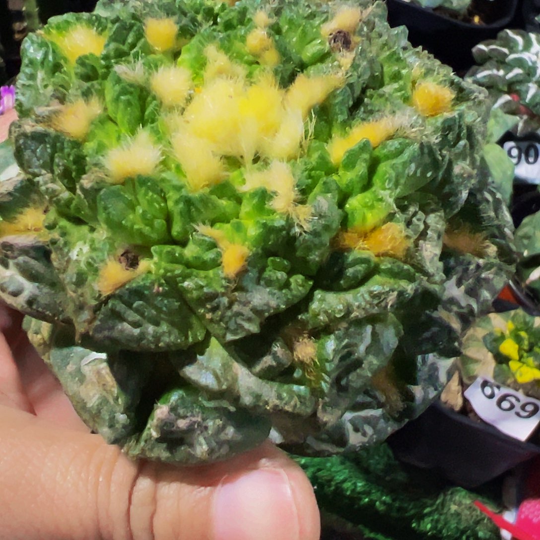 无花朵福利老龟甲牡丹336