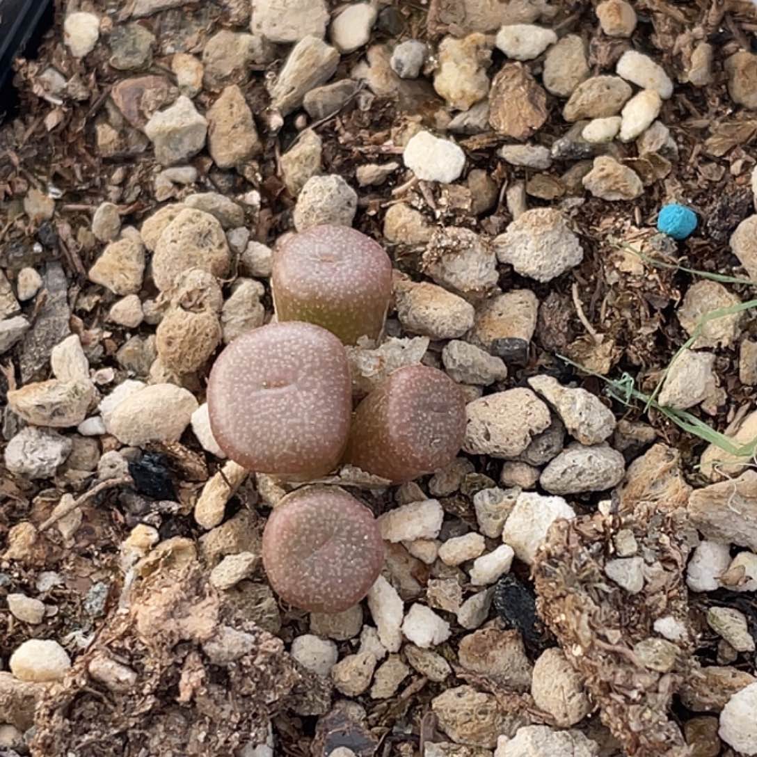 7-87猪鼻子多肉植物