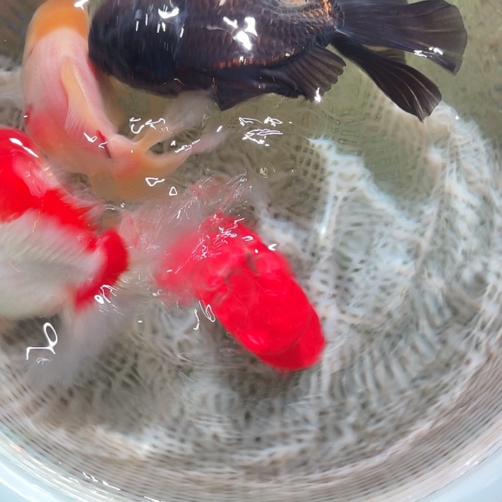 金鱼16号尺寸9-13区间