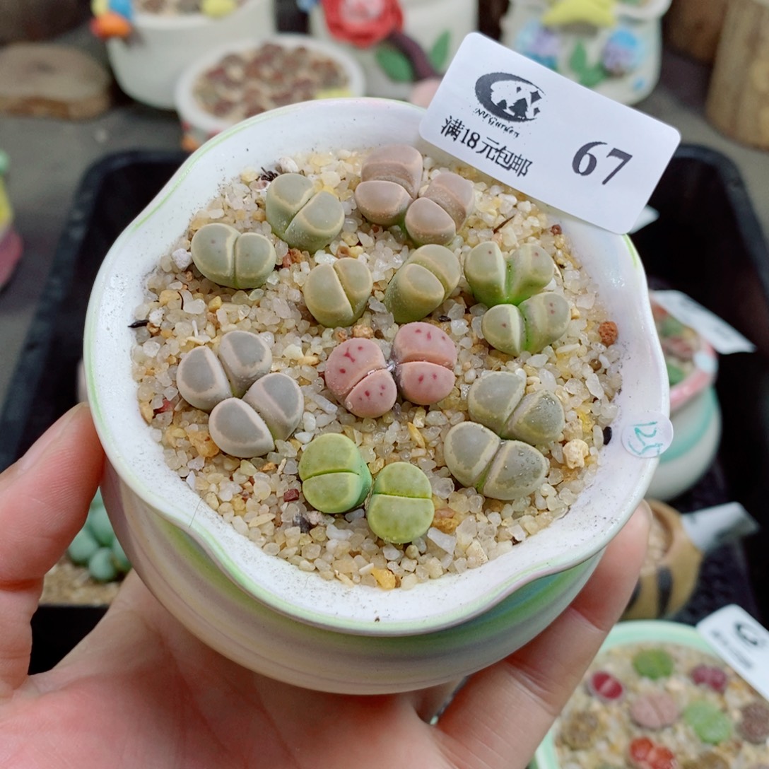 生石花花花花花花67