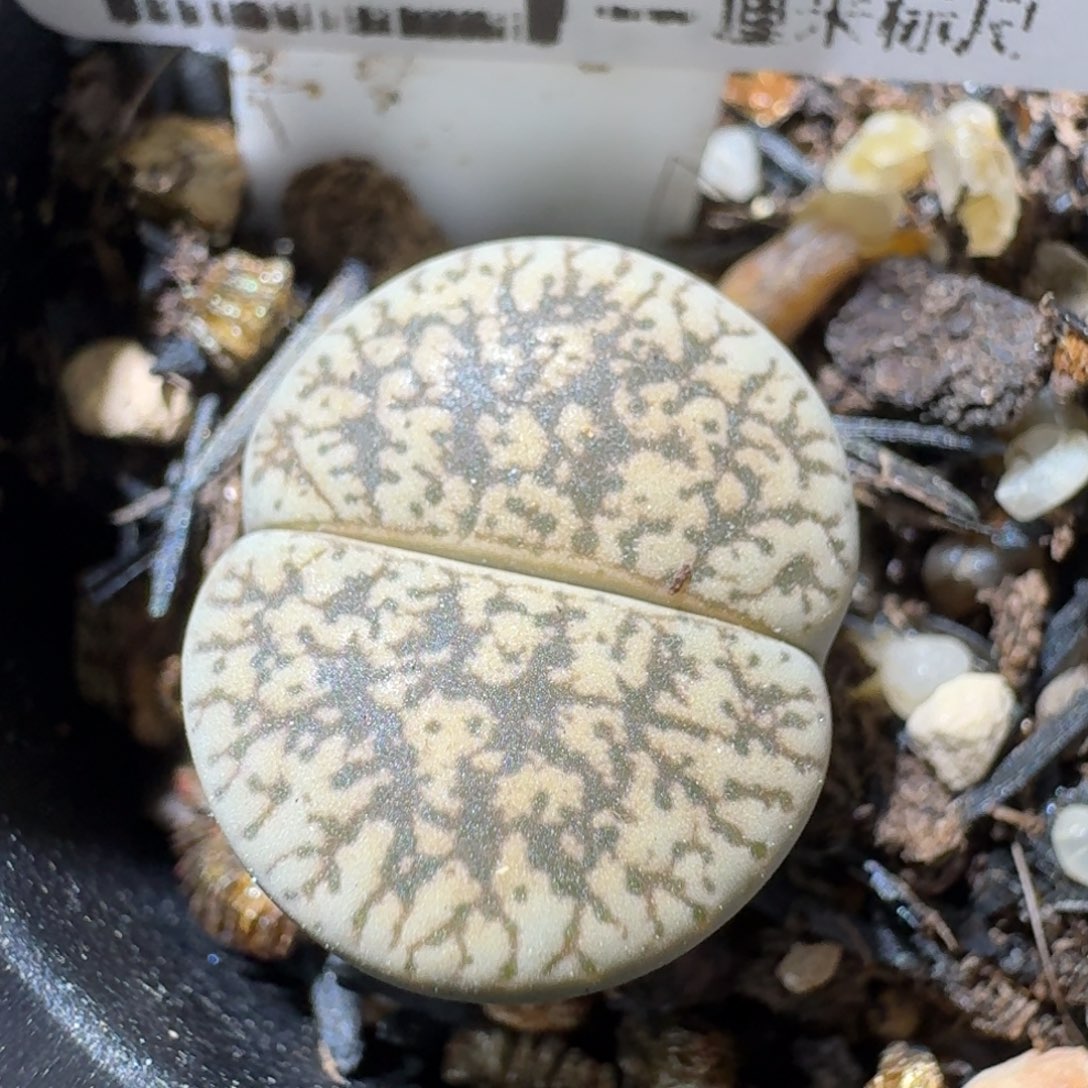 老板高品质亏本卖1234