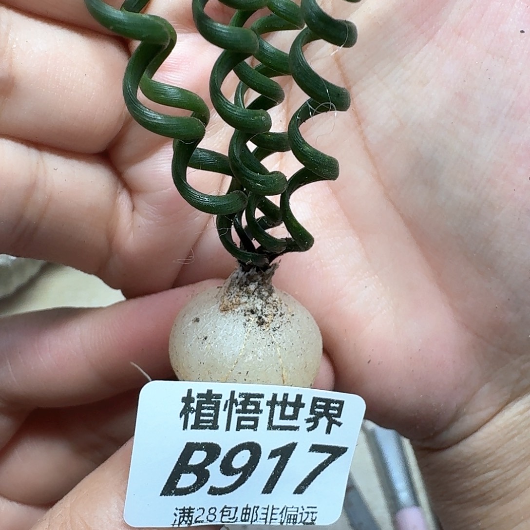 多肉植物的润泽rfghh