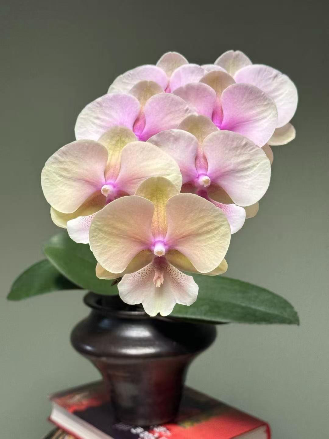 湾湾稀有花苗【甜蜜蜜（伯爵奶茶平替）】1.7寸杯不带花剑拇指苗慎拍