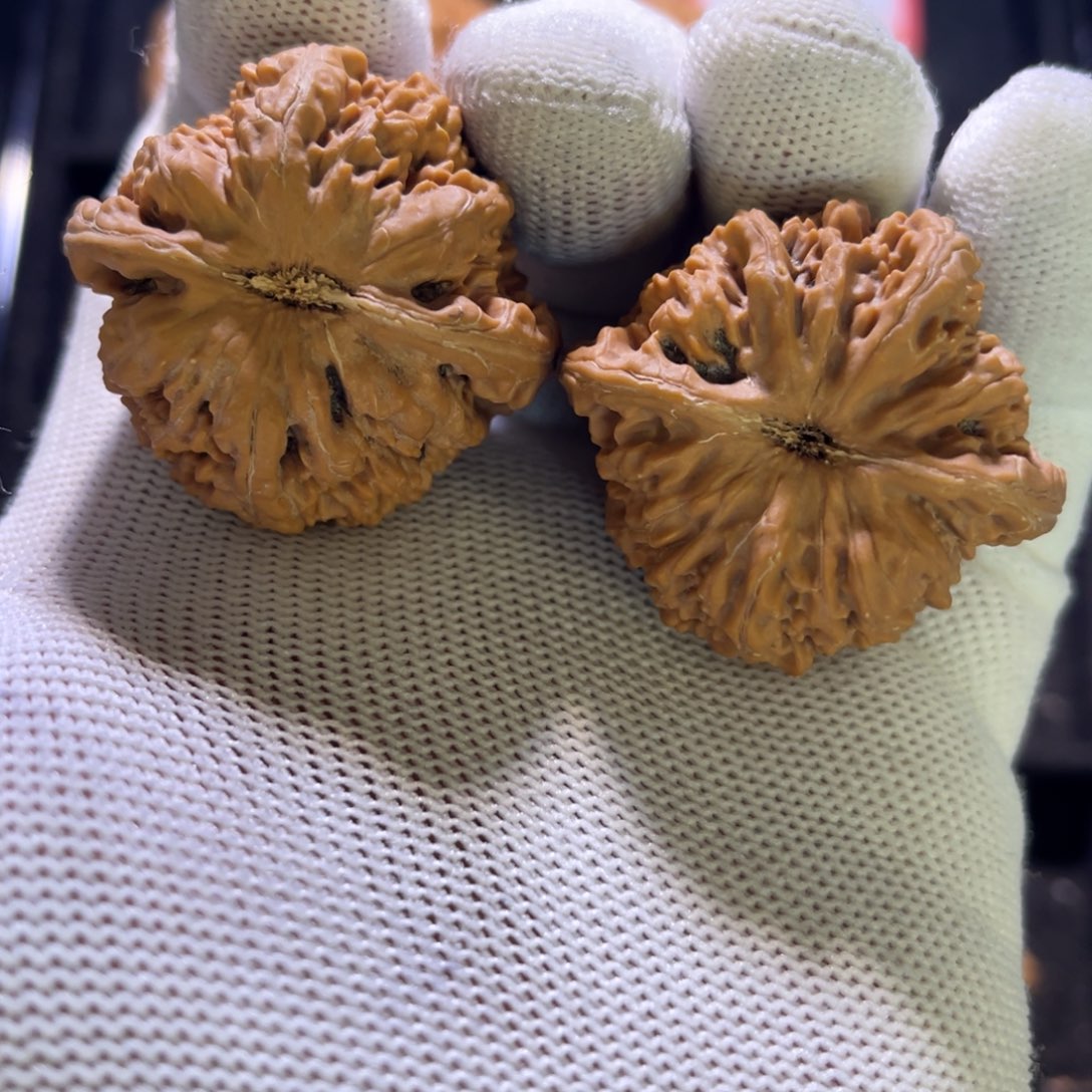 ?*H秦皇岛山地果全品龙脊39