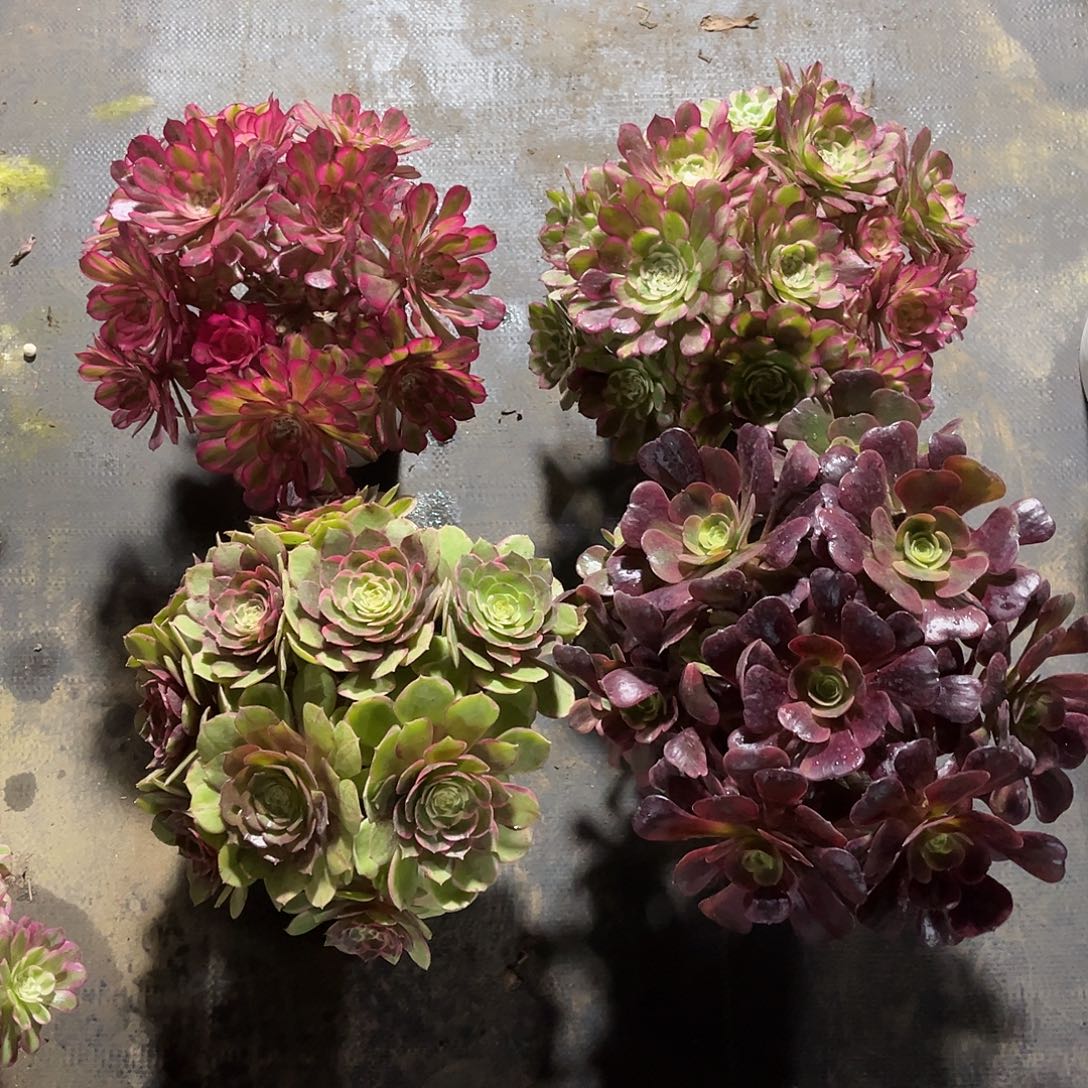 4颗法师多肉植物漂亮